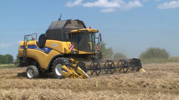 Jó termésátlagokkal számolhatnak a csornai Csukás tangazdaságában